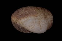 藏品(鬍魁蛤)的圖片